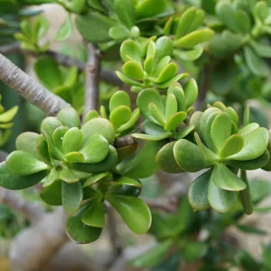 Crassula Ovata Succulent Live Plant - 2in Pot Jade Plant, Money Tree, Low Maintenance Houseplant - Image 4