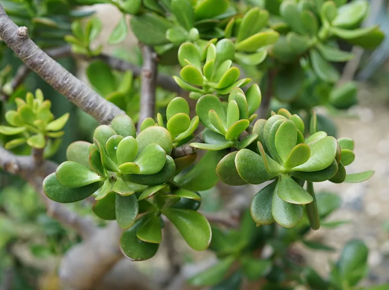 Crassula Ovata Succulent Live Plant - 2in Pot Jade Plant, Money Tree, Low Maintenance Houseplant - Image 4