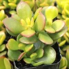 Crassula Ovata Succulent Live Plant - 2in Pot Jade Plant, Money Tree, Low Maintenance Houseplant - Image 1