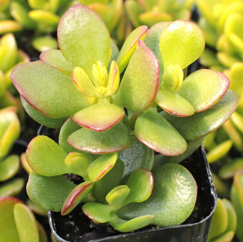 Crassula Ovata Succulent Live Plant - 2in Pot Jade Plant, Money Tree, Low Maintenance Houseplant - Image 1