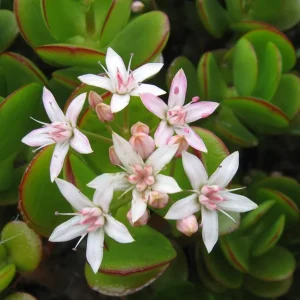 Crassula Ovata Succulent Live Plant - 2in Pot Jade Plant, Money Tree, Low Maintenance Houseplant - Image 5