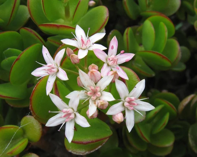 Crassula Ovata Succulent Live Plant - 2in Pot Jade Plant, Money Tree, Low Maintenance Houseplant - Image 5