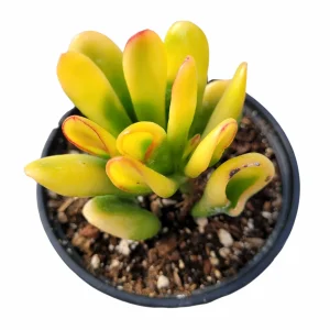Crassula Ovata Variegated 'ET's Fingers' Jade Succulent Live Plant - Image 2