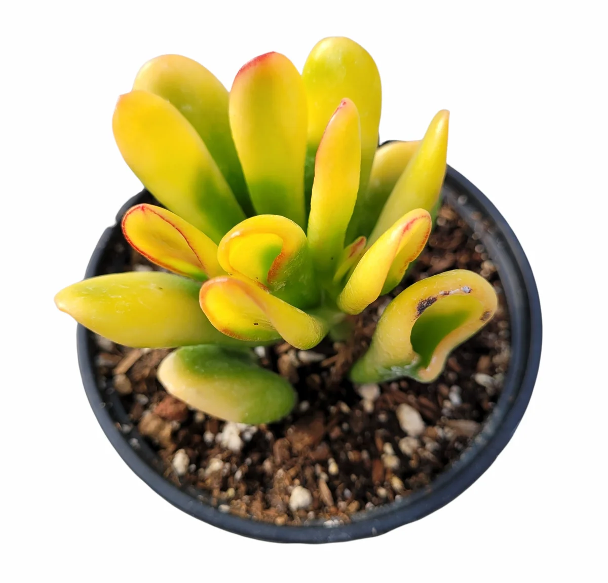 Crassula Ovata Variegated 'ET's Fingers' Jade Succulent Live Plant - Image 2