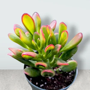 Crassula Ovata Variegated 'ET's Fingers' Jade Succulent Live Plant - Image 1