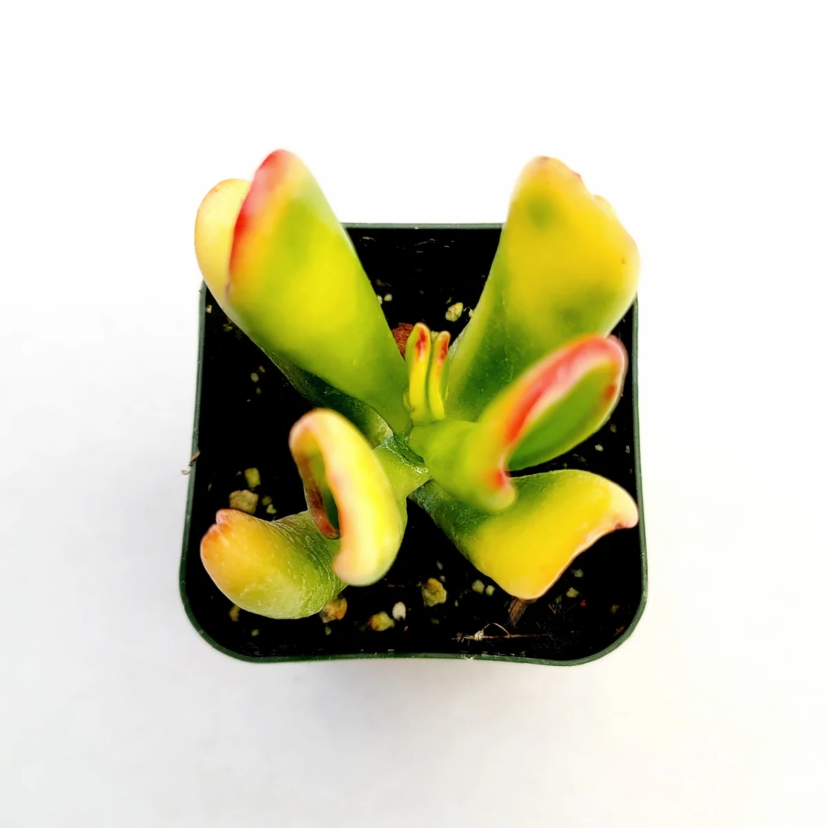 Crassula Ovata Variegated 'ET's Fingers' Jade Succulent Live Plant - Image 5