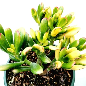 Crassula Ovata Variegated 'ET's Fingers' Jade Succulent Live Plant - Image 6