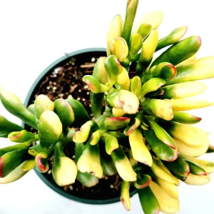 Crassula Ovata Variegated 'ET's Fingers' Jade Succulent Live Plant - Image 7