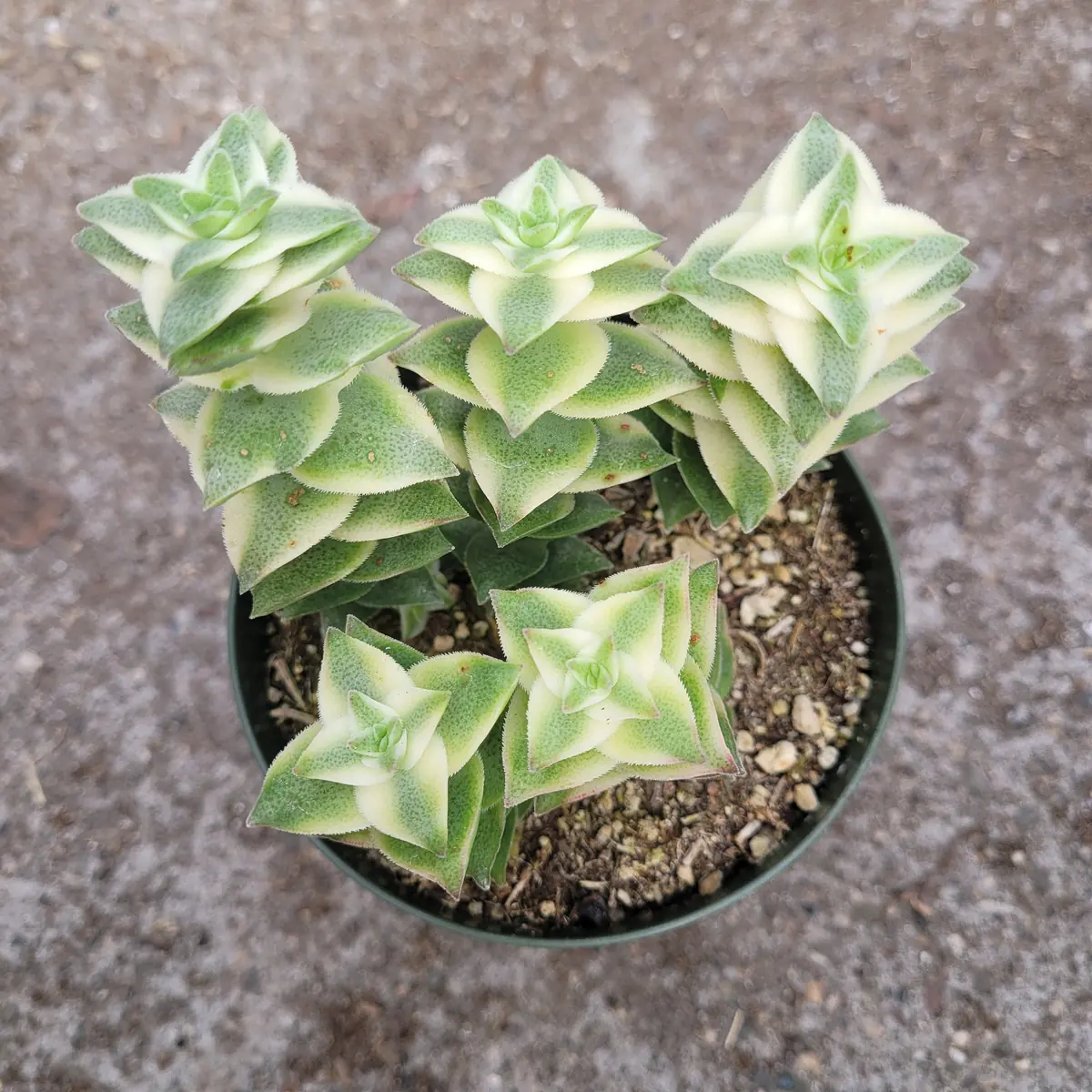 Crassula Perforata String of Buttons Variegata Succulent Live Plant - Image 3