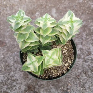 Crassula Perforata String of Buttons Variegata Succulent Live Plant - Image 3