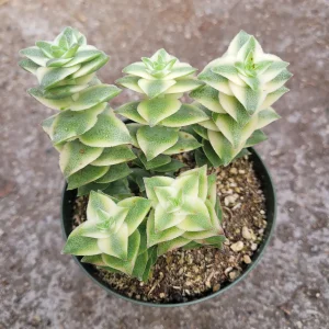 Crassula Perforata String of Buttons Variegata Succulent Live Plant - Image 4