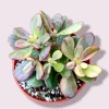 Crassula platyphylla f. Variegata Succulent Live Plant - Drought Tolerant - Image 1