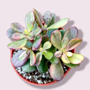 Crassula platyphylla f. Variegata Succulent Live Plant - Drought Tolerant - Image 1