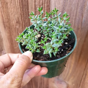 Crassula Pruinosa Succulent Plant - Easy Care, Green, Live Potted Plant - Image 3