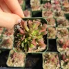 Crassula pubescens 'Jersey Pigmyweed' Live Succulent Plant - Easy Care, 2-4 Inch - Image 1