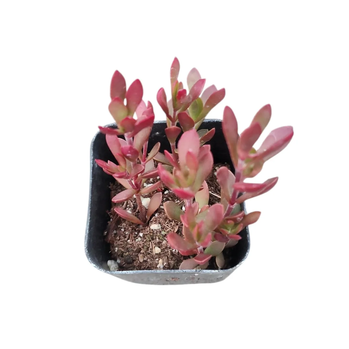Crassula pubescens ssp. radicans Live Plant - Red Carpet Stonecrop Succulent - Image 1
