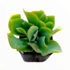 Crassula 'Ripple Jade' Succulent Plant - Live Indoor Houseplant - Image 1