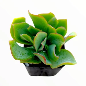 Crassula 'Ripple Jade' Succulent Plant - Live Indoor Houseplant - Image 1
