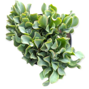 Crassula 'Ripple Jade' Succulent Plant - Live Indoor Houseplant - Image 4