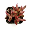 Crassula rubricaulis 'Butterfly Bush' Succulent Live Plant - Drought-Tolerant Crassula - Image 1