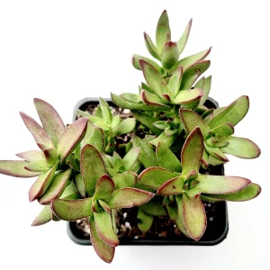 Crassula rubricaulis 'Butterfly Bush' Succulent Plant - Live Succulent - Image 3