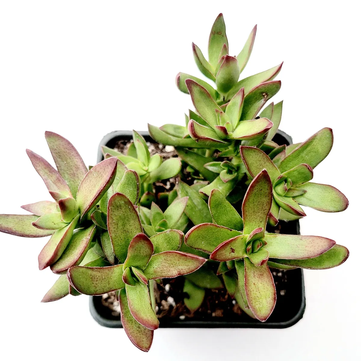 Crassula rubricaulis 'Butterfly Bush' Succulent Plant - Live Succulent - Image 3
