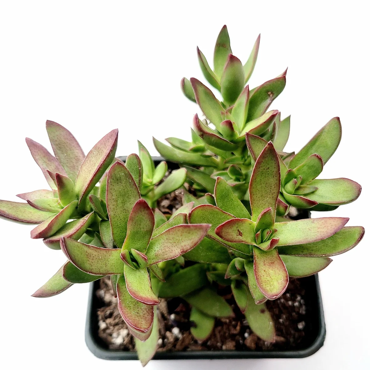 Crassula rubricaulis 'Butterfly Bush' Succulent Plant - Live Succulent - Image 4