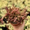 Crassula Rupestris Baby Necklace Succulent Live Plant | 2-6 inch Pot | Easy Care Indoor - Image 1