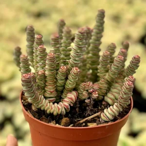 Crassula Rupestris Baby Necklace Succulent Live Plant | 2-6 inch Pot | Easy Care Indoor - Image 2