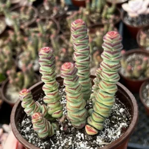 Crassula Rupestris Baby Necklace Succulent Live Plant | 2-6 inch Pot | Easy Care Indoor - Image 3