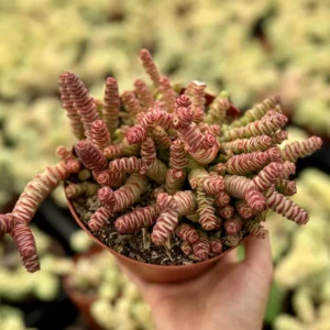 Crassula Rupestris Baby Necklace Succulent Live Plant | 2-6 inch Pot | Easy Care Indoor - Image 1