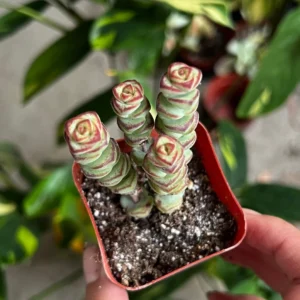 Crassula Rupestris Baby Necklace Succulent Live Plant | 2-6 inch Pot | Easy Care Indoor - Image 4