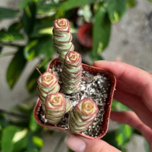Crassula Rupestris Baby Necklace Succulent Live Plant | 2-6 inch Pot | Easy Care Indoor - Image 5