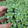Crassula rupestris 'Rosary Vine' Succulent Live Plant - Triangular Leaves - Image 1