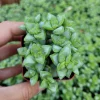 Crassula Rupestris 'Rosary Vine' Succulent Live Plant - Indoor/Outdoor - Image 1