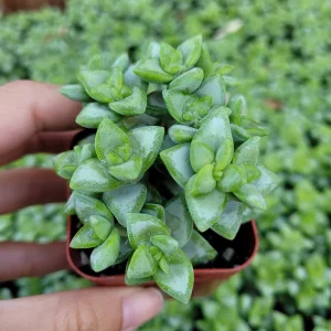 Crassula rupestris 'Rosary Vine' Succulent Live Plant - Triangular Leaves - Image 2