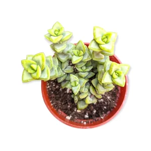 Crassula rupestris 'Rosary Vine' Succulent Live Plant - Triangular Leaves - Image 3