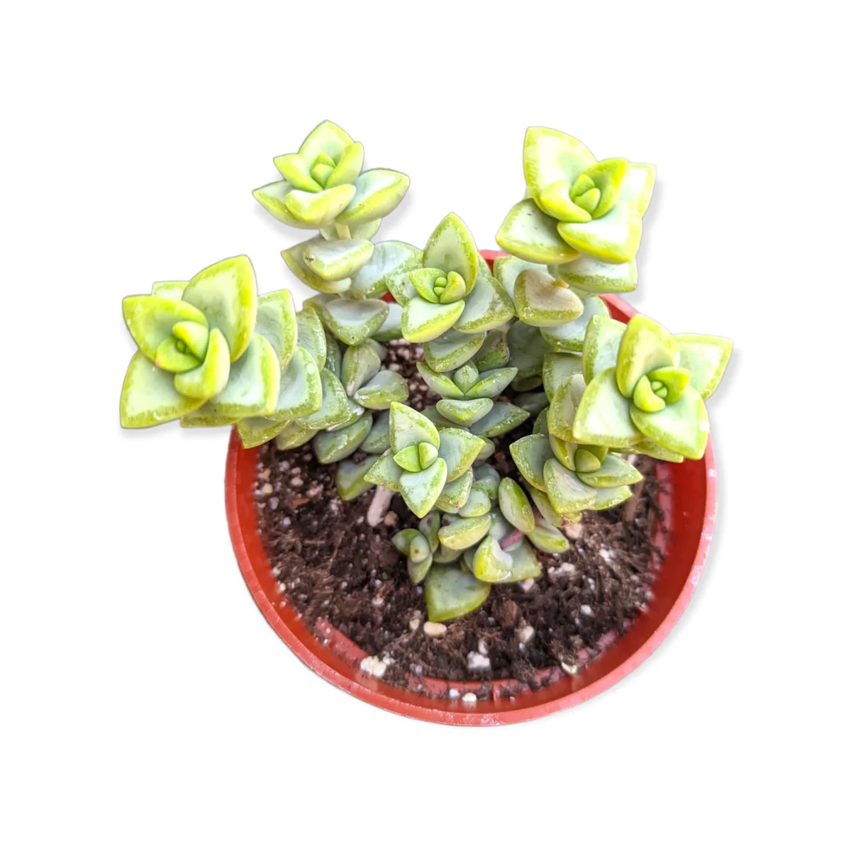 Crassula Rupestris 'Rosary Vine' Succulent Live Plant - Indoor/Outdoor - Image 4