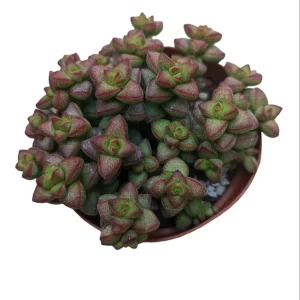 Crassula rupestris var. monticola Succulent Plant Live - Drought Tolerant - Image 3