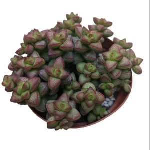 Crassula rupestris var. monticola Succulent Plant Live - Drought Tolerant - Image 4