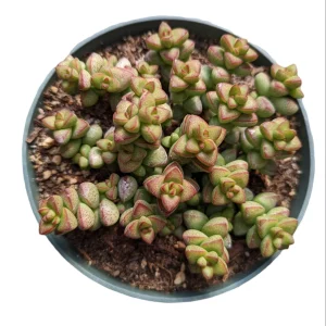 Crassula rupestris var. monticola Succulent Plant Live - Drought Tolerant - Image 5
