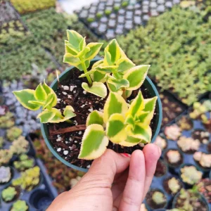 Crassula sarmentosa 'Comet' Variegata Succulent Live Plant - Green & Yellow - Image 3