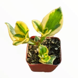 Crassula sarmentosa 'Comet' Variegata Succulent Plant - Green & Yellow Foliage - Image 6