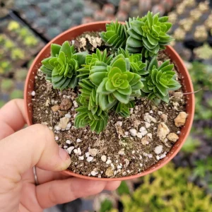 Crassula 'Spiralis Estagnol' Live Succulent Plant - Unique Spiral Foliage - Image 2