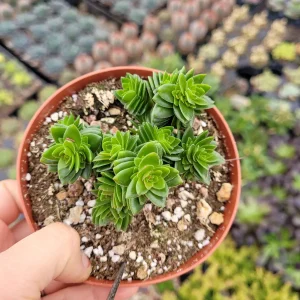 Crassula 'Spiralis Estagnol' Live Succulent Plant - Unique Spiral Foliage - Image 3