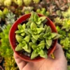 Crassula Springtime Live Succulent Plant - 2 inch or 4 inch Pot - Indoor/Outdoor - Image 2