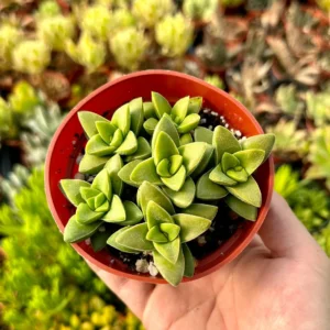 Crassula Springtime Live Succulent Plant - 2 inch or 4 inch Pot - Indoor/Outdoor - Image 3