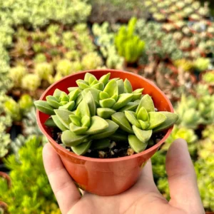 Crassula Springtime Live Succulent Plant - 2 inch or 4 inch Pot - Indoor/Outdoor - Image 4