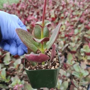 Crassula streyi 'Pondo Cliff' Live Succulent Plant - Easy Care Beginner Friendly - Image 2