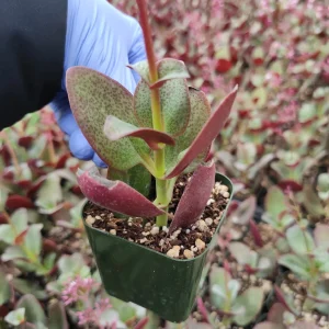 Crassula streyi 'Pondo Cliff' Live Succulent Plant - Easy Care Beginner Friendly - Image 3